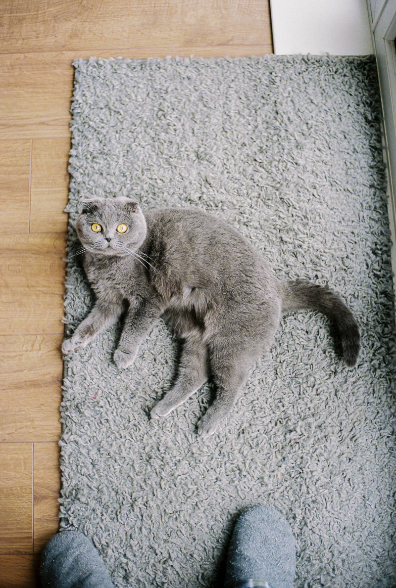 Lola the Scottish Fold cat on Leica M2 Kodak Portra 400 35mm film photography